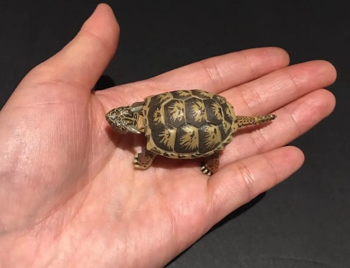 Vintage Kaiyodo Series 2 Meiolania Turtle Dinosaur Dinotales Plastic Miniature Figure