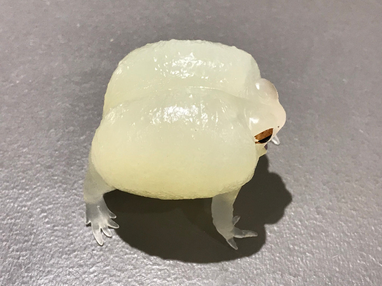 Realistic African Bushveld Rain Frog Plastic Glow in Dark Clear Color Figure