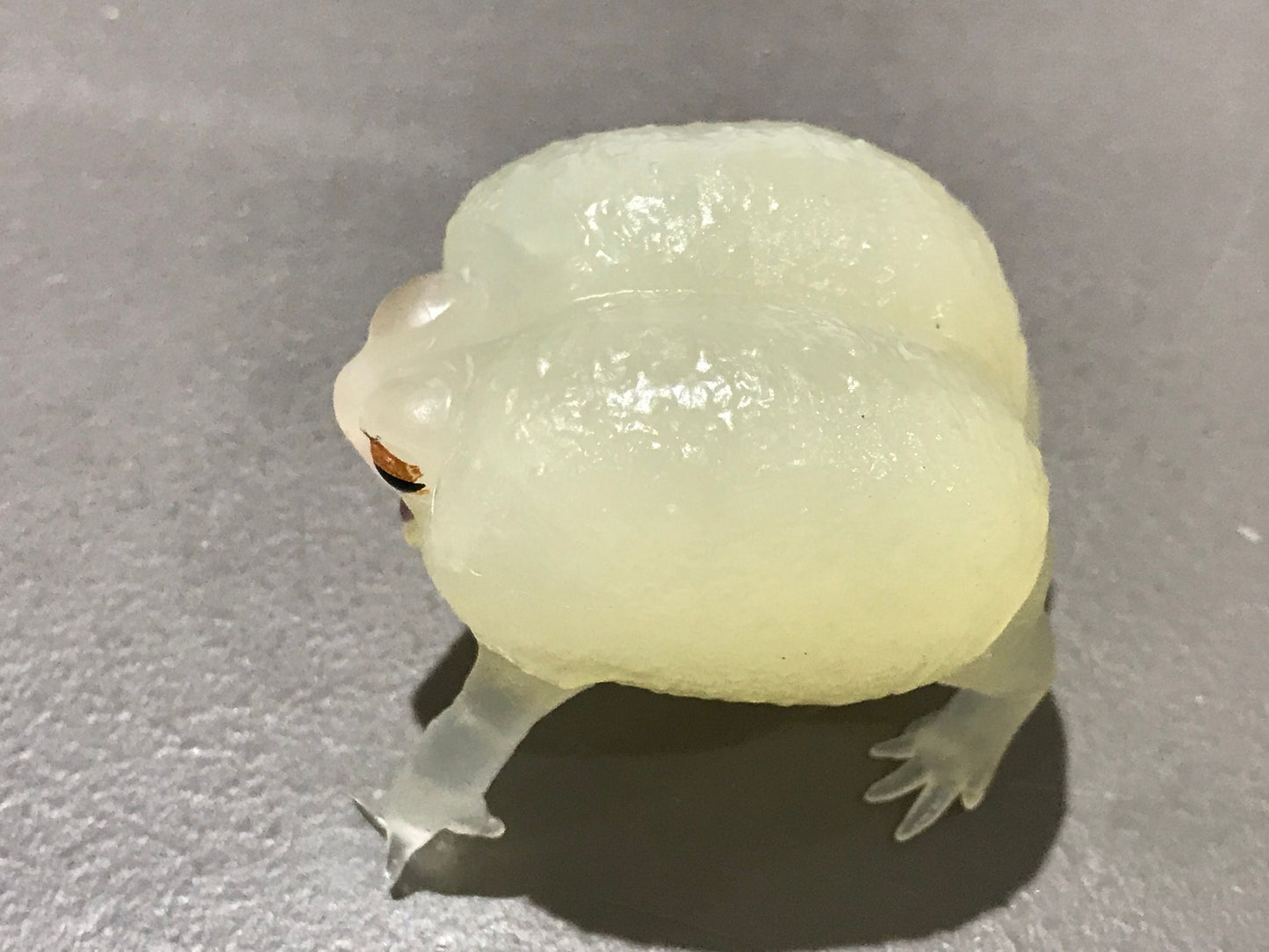 Realistic African Bushveld Rain Frog Plastic Glow in Dark Clear Color Figure