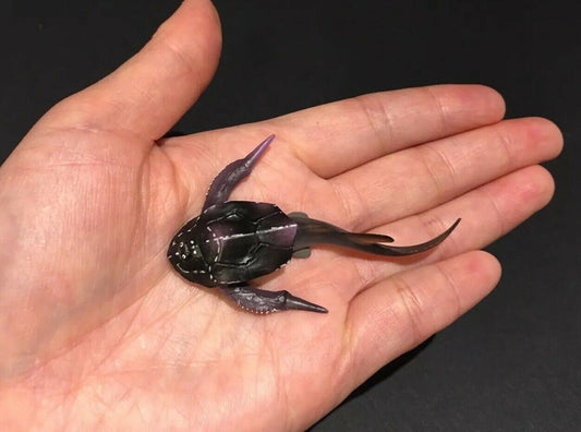 Vintage Kaiyodo Bothriolepis Armored Fish Dinosaur Dinotales Plastic Miniature Figure