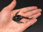 Vintage Kaiyodo Bothriolepis Armored Fish Dinosaur Dinotales Plastic Miniature Figure