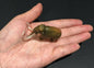 Vintage Kaiyodo Wooly Mammoth Prehistoric Elephant Dinosaur Dinotales Plastic Miniature Figure