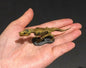 Vintage Kaiyodo Tyrannosaurus Rex Skeleton Dinosaur Dinotales Plastic Miniature Figure