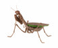 Praying Mantis Brown PVC Figure w/ Movable Joints Large Abdomen Version
