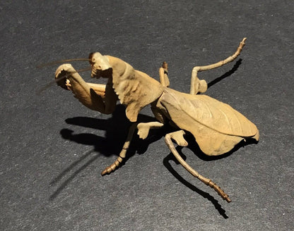 Brown Leaf Praying Mantis PVC Figure