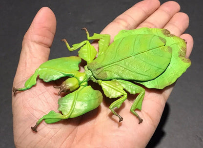 Malaysian Giant Leaf Insect PVC Figure