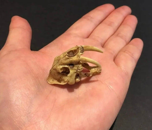 Vintage Kaiyodo Series 2 Smilodon Sabretooth Tiger Skull Skeleton Dinosaur Dinotales Plastic Miniature Figure