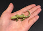 Vintage Kaiyodo Series 2 Tuatara Sphenodon Punctatus Lizard Dinosaur Dinotales Plastic Miniature Figure Secret SP