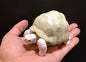 Realistic Indian Star Tortoise Turtle Model Plastic Figure with Movable legs and head Albino White Color