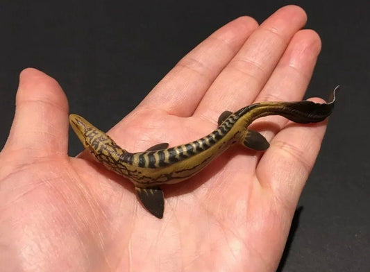Vintage Kaiyodo UHA Dinotales Series 3 Tyrosaurus Dinosaur Figure