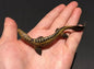 Vintage Kaiyodo UHA Dinotales Series 3 Tyrosaurus Dinosaur Figure