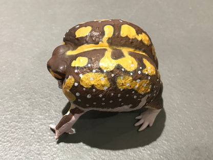 Realistic African Bushveld Rain Frog Plastic Full Color Figure