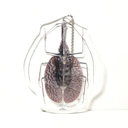 Violin Beetle Acrylic Keychain Key Holder