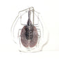 Violin Beetle Acrylic Keychain Key Holder