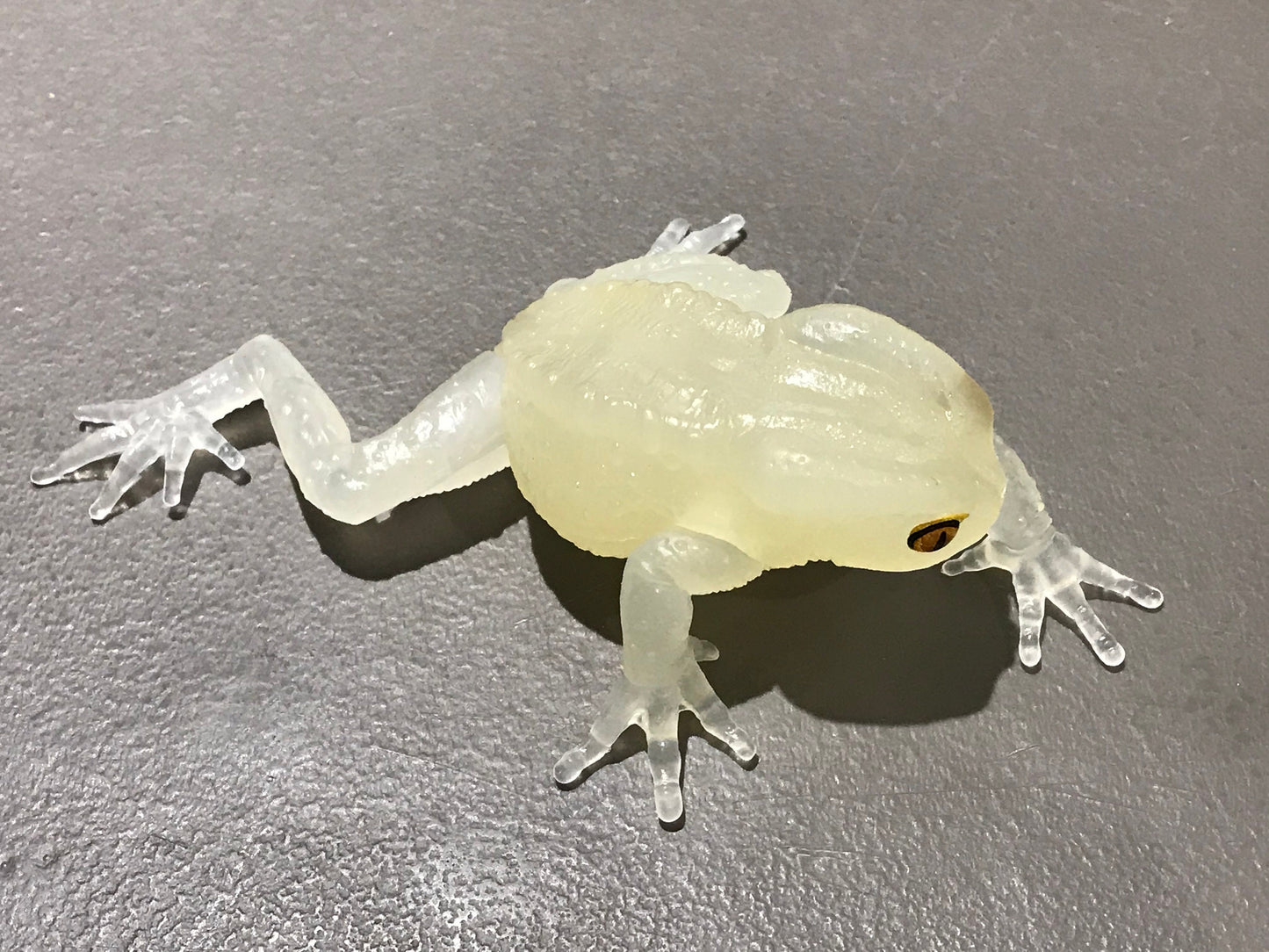 Realistic Waxy Monkey Leaf Tree Frog Plastic Glow in Dark Clear Color Figure