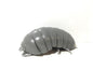 Plastic Pill Bug Roly Poly Insect Potato Bug Isopod  Figure w/Moving Parts Dark Grey Color 14cm