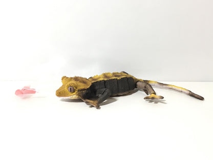 ADVANCE Paternless Bicolor Crested Gecko Figure A 16 cm w/ Movable Joints
