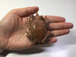 Vintage Colorata Malayan Malaysian Horned Frog Figure